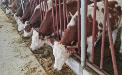 选啥品种母牛做繁殖好？