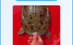 2025浙江甲鱼价格会涨还是跌？