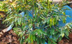 中国榴莲种植技术视频能成功吗？