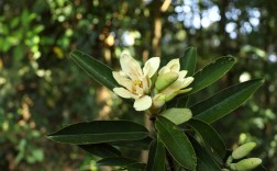 含笑品种有哪些？附图片详解。