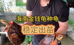 海南金钱龟品种有哪些？附图片对比