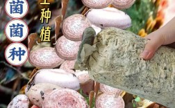 湖南农村蘑菇种植技术有哪些要点？