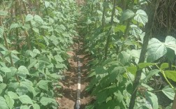 冬天大棚种豆角，技术要点有哪些？