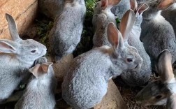 散养选什么品种兔子好？