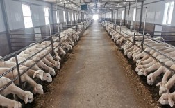 散养山羊养殖技术视频