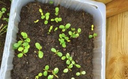 香椿芽苗菜怎么种才高产？