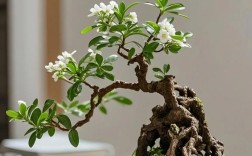 六月雪哪个品种最好？