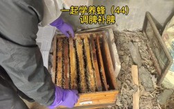 蜜蜂越冬管理，核心要点有哪些？