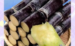 广西糖蔗品种最优选是哪个？