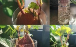 番薯种植技术视频，新手必看吗？