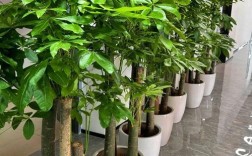 发财树品种有多少？附图片对比？