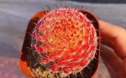 红色仙人掌有哪些常见品种？