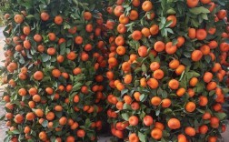 2025年柑桔新品种有哪些？