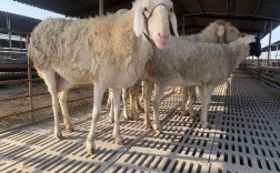 小尾寒羊养殖技术有哪些要点？