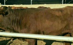 海福特牛哪个品种最好？