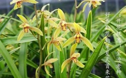 建兰小桃红到底分几个品种？