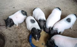 2025巴马香猪价格