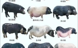 什么猪品种好养又高产？