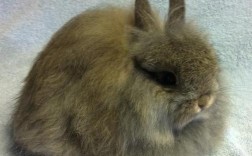 2025年长毛兔兔毛价格会涨还是跌？