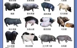 养殖猪一般是什么品种？