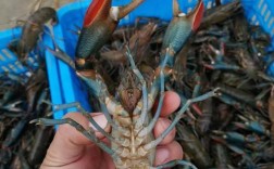 淡水小龙虾品种有哪些？