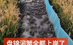 水稻河蟹养殖技术视频，关键要点有哪些？