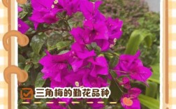 三角梅品种究竟有多少？