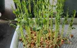 豌豆尖种子种植技术要点有哪些？