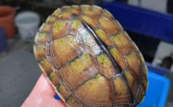 南种石龟养殖技术视频要点有哪些？