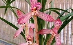 兰花名贵品种价格行情