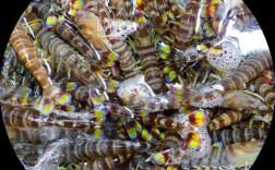 福建日本对虾养殖技术有何关键要点？