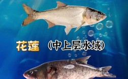 白鲢鱼和花鲢鱼，哪种价格更贵？