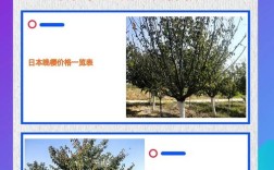 早樱晚樱价差大？为何早樱更贵？