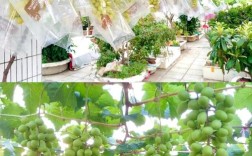 树葡萄大棚种植技术有哪些关键要点？