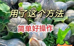 日本南瓜露地种植技术要点有哪些？