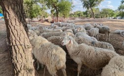 牛羊杂交能生出什么品种？