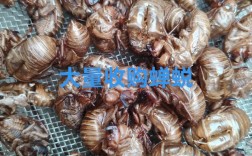 2025年商丘蝉蜕价格会涨还是跌？