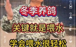 鸽子养殖技术冬天鸽子