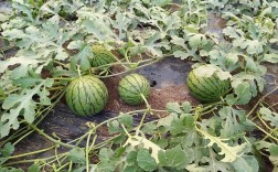 大棚小凤西瓜怎么种才能高产？