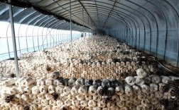 平菇种植技术视频，新手能学会吗？