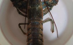 今日澳洲龙虾价格供应如何？