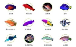 海水养殖鱼类品种照片有哪些常见种类？