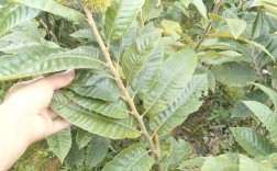 板栗种植技术视频有哪些关键要点？