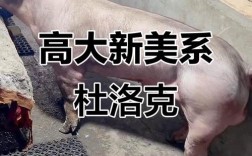 为何我国要引进国外猪品种？