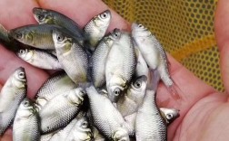 鲫鱼种苗品种怎么选？