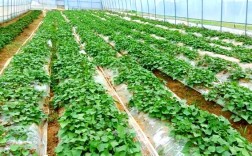 早春红薯大棚种植咋管理？