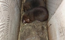 竹鼠品种销量排行如何？