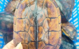 2025年8月石龟价格会涨还是跌？