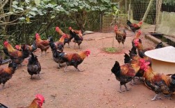 放养山鸡养殖技术视频怎么学？