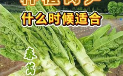 莴苣冬天怎么种植技术